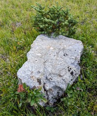 rock tree and green