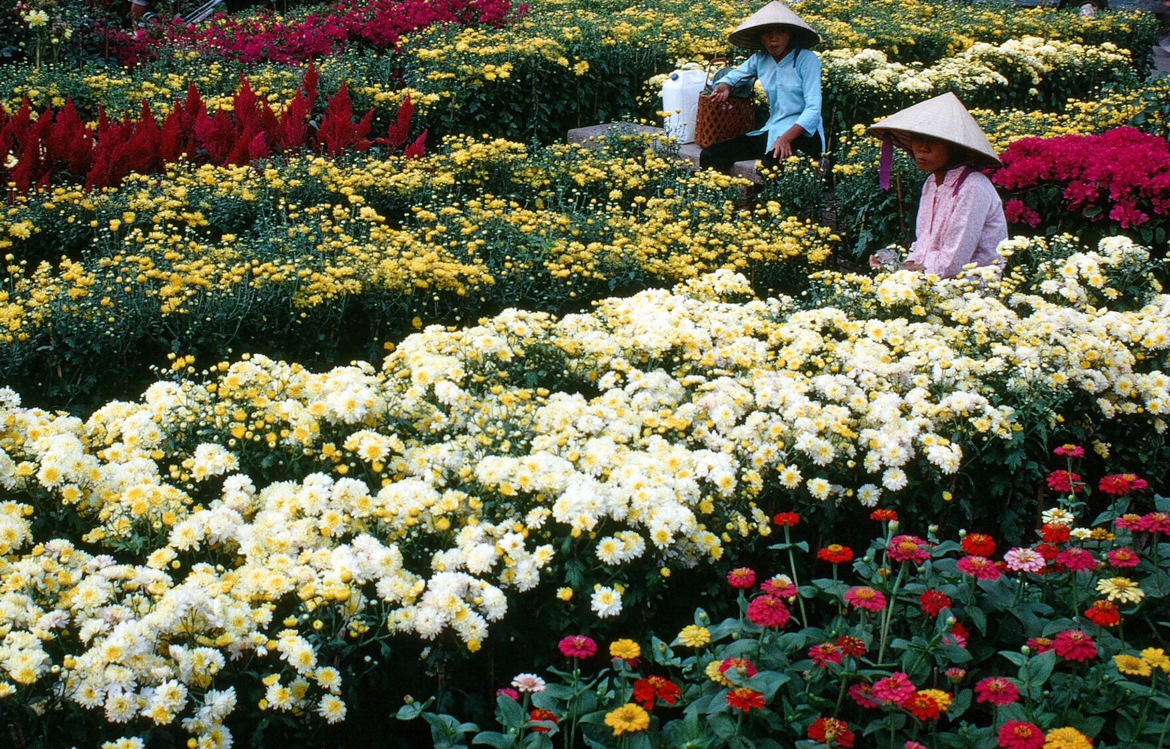 1970 02 01 Saigon flowers 01