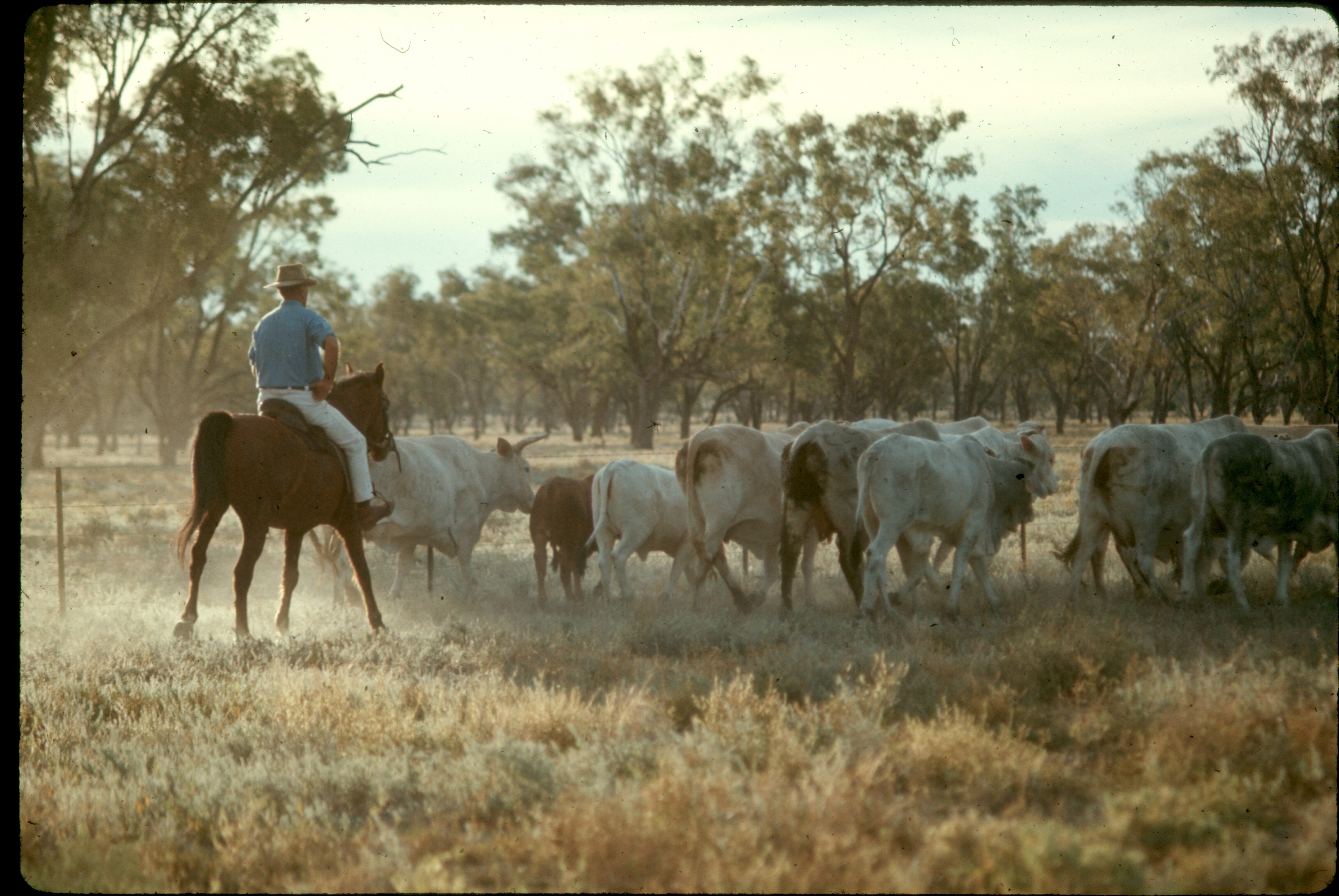 ss 043 1970 06 18 herding cattle on property in australia