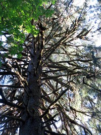 tangled tree top