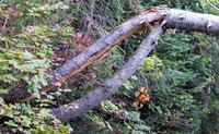 tree on Pratt Mountain trail