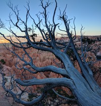 tree on rim trail Sunset Point Bryce Canyon