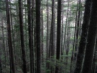 trees on Mail Box Peak trail
