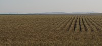 wheat field eastern washington